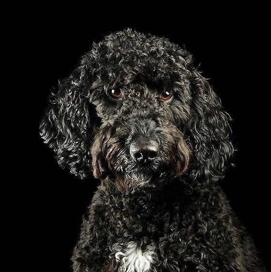 Rio the cockerpoo, part of the dog ball launcher testing team