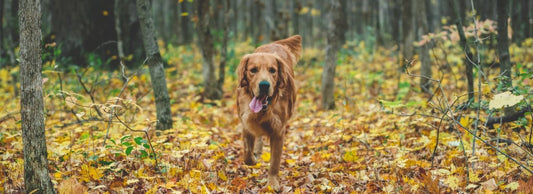 Balanced Exercise for Dogs: The Perfect Blend of Walks and Fetch